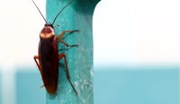 Everything you NEVER Wanted to Know about Pest Infestations